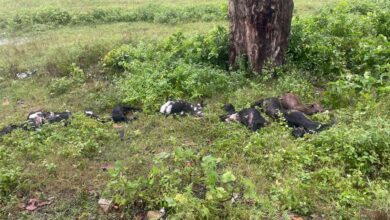 Photo of आकाशिय बिजली गिरने से नौ बकरियों की मौत