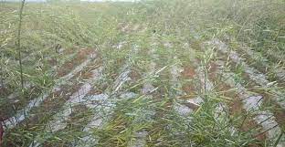 Photo of भारी बारिश से हुआ किसानों की फसलों को नुकसान
