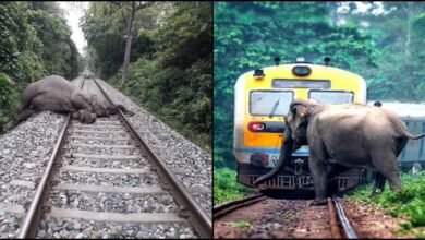 Photo of कोटद्वार-आनंद विहार टर्मिनल एक्सप्रेस ट्रेन से टकराकर हाथी की मौत