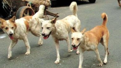 Photo of कुत्तों को खाना खिलाने को लेकर दो पक्षों में भिड़ंत…
