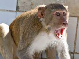 Photo of बहराइच:बंदर ने लोगों को काटकर किया जख्मी…
