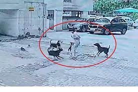 Photo of कुत्तों का आतंक: गाजियाबाद में 24 घंटे में 179 लोगों को काटा…