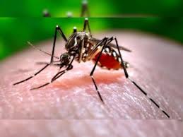 Photo of डेंगू को लेकर स्वास्थ विभाग सतर्क: सीएमओ