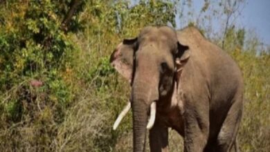 Photo of असम में जंगली हाथियों के हमले में महिला की मौत