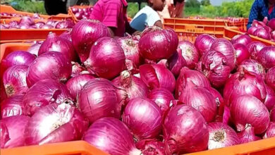 Photo of इन सब्जियों के भाव में आयी तेजी, आइये जाने किन सब्जियों के कितने बढ़े दाम…