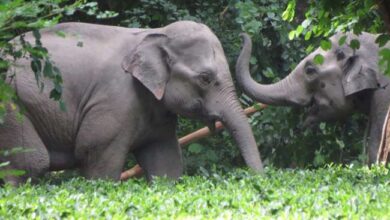 Photo of तमिलनाडु के होसुर के नोक्कानूर जंगल में किया 30 हाथियों ने प्रवेश