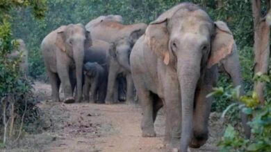 Photo of हाथी के हमले में किसान की मौत…