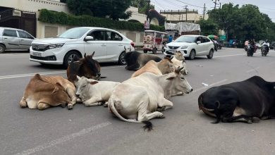 Photo of सड़क पर खुले में घूम रहे आवारा जानवर नगर निगम प्रशासन ने सिर्फ 60 से 70 पशु ही पकड़े