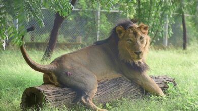 Photo of इटावा सफारी पार्क में शेर की मौत …