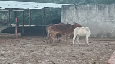 Photo of तिरपाल की आड़ में ठंड व बारिश से गौशालाओ के पशुओं को बचाने की बेबाक तैयारी