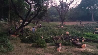 Photo of आशियाना उगाने के लिए फलपट्टी क्षेत्र में उजाड़ा जा रहा है हरा भरा आम का बाग