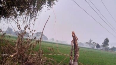 Photo of गेहूं की फसल की रखवाली के लिए कटीले तारों से की घेराबंदी, पडोसी खेत मालिक ने बिजली का करंट छोड़ा