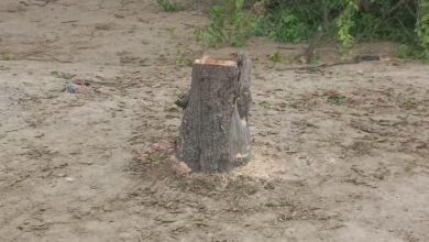 Photo of चंदन के हरे पेड़ को चोरी से काट ले गए चोर