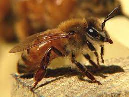 Photo of मुंह में घुसी मधुमक्खी के काट लेने से तड़प-तड़प कर व्यक्ति की मौत….