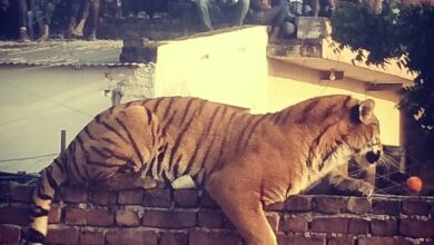 Photo of घर में पहुंच बाघ मचा हड़कंप जुटी भीड़