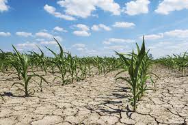 Photo of कृषि पर पड़ रहा जलवायु परिवर्तन का असर, विकास दर में चिंताजनक गिरावट