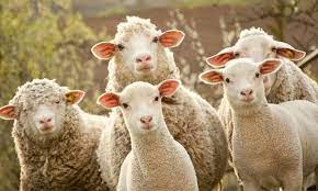 Photo of भेड़ पालन के लिए आवेदन की अंतिम तिथि 6 जनवरी 2024*