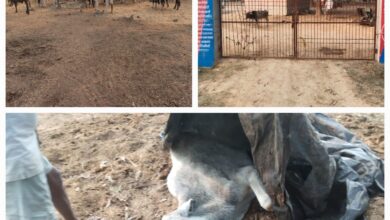 Photo of ठंढ से ठिठुर कर गौशाला में मर रहीं गायें, रजिस्टर में संख्या पूरी