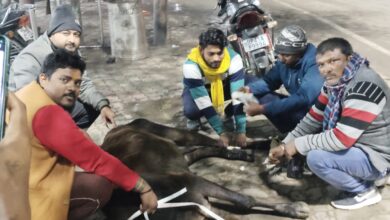 Photo of जख्मी गाय का इलाज गौ रक्षकों ने कराया
