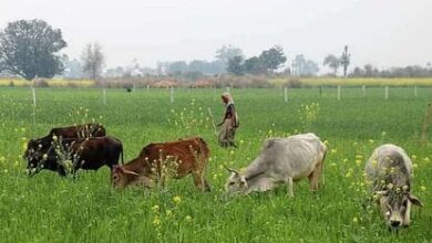 Photo of किसानों फसल छुट्टा मवेशी कर रहे बर्बादराम मोहन गुप्ता