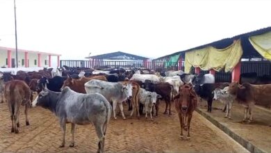 Photo of अफसर बंगले में, कड़ाके की सर्दी से गोशालाओं में अंतिम सांसें गिन रहीं गायें !
