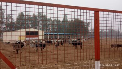 Photo of गौशालाओं में संरक्षित गायों की देखभाल में भारी लापरवाही
