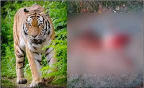 Photo of महिला को बाघ ने उतारा मौत के घाट, मचा कोहराम…