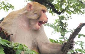 Photo of वृद्ध युवक पर बंदरों ने किया हमला,मौत…