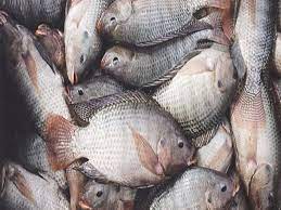 Photo of मछली बिक्री के लिए मछुआरों को विभाग दे रहा 50 फीसद अनुदान….