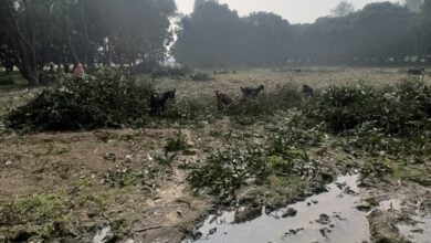 Photo of अवैध रूप से हरे-भरे आम के पेड़ों की कटाई से फल पट्टी का खत्म हो रहा अस्तित्व