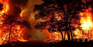 Photo of गोवा में अत्यधिक तापमान और जंगल की आग बनी जलवायु संकट का सबब
