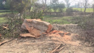 Photo of बैखौफ वन माफिया काट रहे प्रतिबंधित पेड़ ,सरकार को दिखा रहे आईना