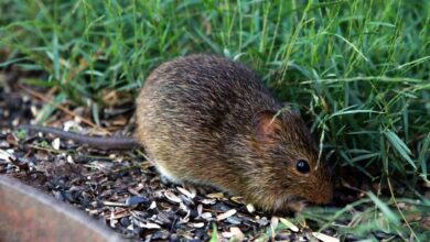 Photo of कुछ पौधों की गंध चूहों को नहीं होती पसंद, इन पौधों की मदद से चूहों को भगाएं और अपने गार्डन की खूबसूरती को बचाए…