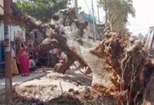 Photo of मकान पर गिरा विशाल का पेड़ दो महिला जख्मी