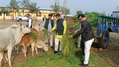 Photo of सुमेरपुर की कान्हा गोशाला में गायों को खिलाई जा रही जौ की फसल