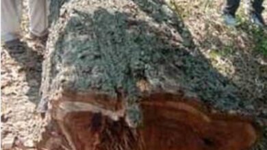 Photo of शीशम के नौ पेड़ों पर चला वन माफिया का आरा, वन रक्षक की तहरीर पर मुकदमा दर्ज।