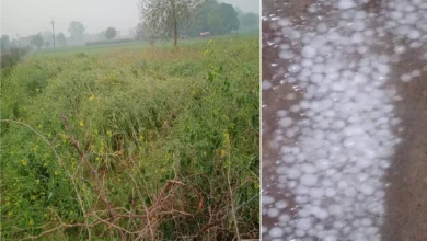 Photo of हमीरपुर: बारिश के साथ गिरे ओलो से करोड़ों की फसलें खराब…