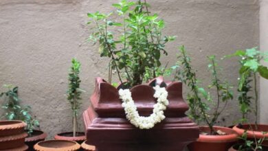 Photo of सनातन धर्म में पूजनीय माना गया है तुलसी का पौधा