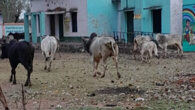 Photo of बीडीओ विसवां सुमित सिंह के अधीनस्थ प्रधान व सचिव की लापरवाही के चलतेछुट्टा जानवरो से परेशान किसान।
