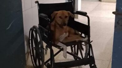Photo of कुरारा सीएचसी की व्हील चेयर में कुत्ता फरमा रहा आराम, स्टाफ का पता नही