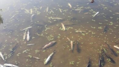 Photo of तालाब में जहर डालने से मछलियों की मौत