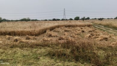 Photo of बारिश से ठप हो गई फसलों की कटाई, बदले मौसम से किसान चिंतित