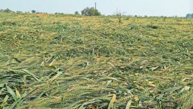 Photo of बेमौसम बरसात ने आम जन जीवन को किया अस्त-व्यस्त, किसानों और ईंट-भट्ठा संचालकों की तोड़ी कमर…