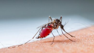 Photo of दून में विगत वर्ष डेंगू के प्रकोप से सबक लेकर बचाव के लिए समय पर तैयारी आवश्यक