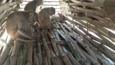 Photo of पांच हजार बंदरों के झुंड से सोनाडीह के ग्रामीण परेशान