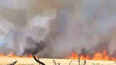 Photo of शार्ट सर्किट खेतों में लगी आग, सौ बीघे की फसल जलकर राख