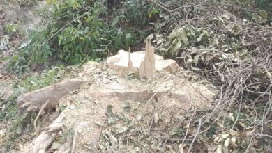 Photo of मनोरथपुर में प्रतिबंधित आठ अर्जुन व दो छूल पेड़ काटे गए