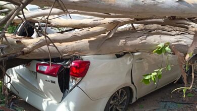Photo of आंधी से गिरा पेड़, प्रधान न्यायाधीश की कार के परखच्चे उड़े