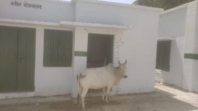 Photo of बाउंड्री विहीन प्राथमिक विद्यालय बना अवारा पशुओं का बसेरा