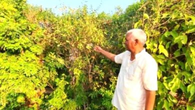 Photo of सेवानिवृत पीसीएस अधिकारी का बगीचा बना ‘प्राकृतिक दवाखाना’